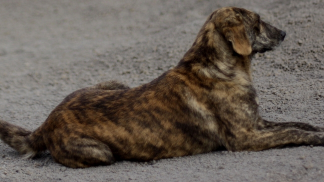 Mujer denunció a la policía uruguaya que un hombre mató a su perra y luego se la comió