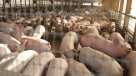Gobierno estudia posibilidad de reabrir planta faenadora de cerdos en Freirina
