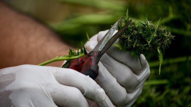 SAG aprobó creación de mega cultivo de cannabis con fines medicinales