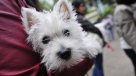 Los perros son más propensos que los gatos al cáncer de piel