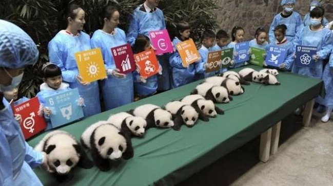 Presentan en sociedad a 13 osos panda nacidos este año en China