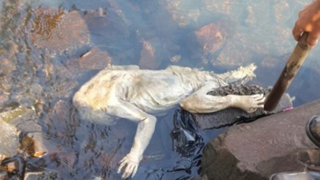 Hallazgo de extraña criatura revive al legendario 