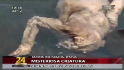   ¿El chupacabras? La extraña criatura encontrada en Paraguay 