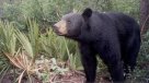 Más de 200 osos fueron cazados en el primer día de la temporada en EE.UU.