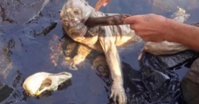 Imagen foto_00000015