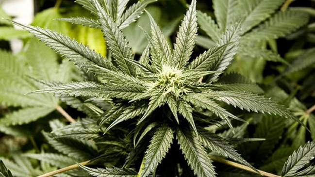 Uruguay venderá el gramo de cannabis a unos mil pesos