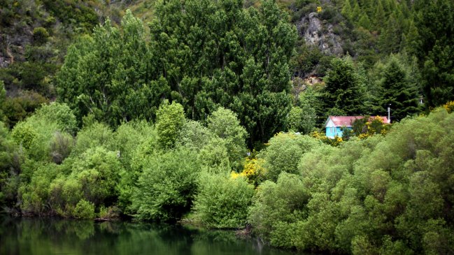 Sernapesca se encuentra en estado de alerta por presencia de peligrosa microalga