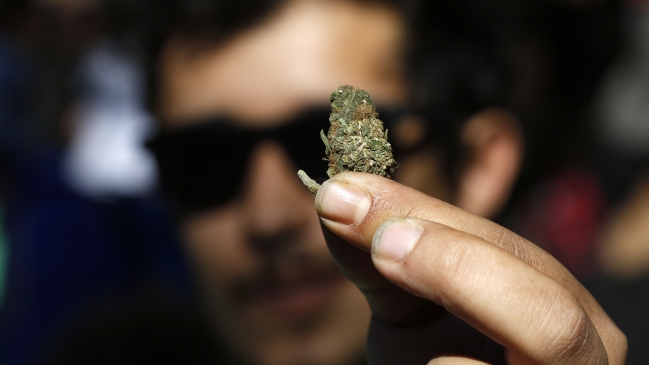 Gobierno presentó indicaciones al proyecto que despenaliza autocultivo de cannabis