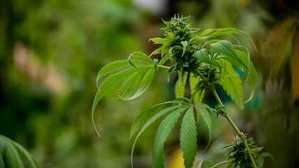   Medio a Medio: El proyecto que despenaliza el autocultivo de cannabis 