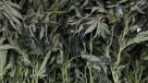 Molestia por indicaciones del Gobierno a proyecto que despenaliza la marihuana
