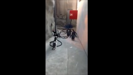   Rastro de huellas permitió atrapar a pingüinos mientras intentaban escapar 