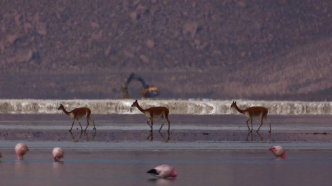 Chile prepara masiva participación en importante festival de documentales