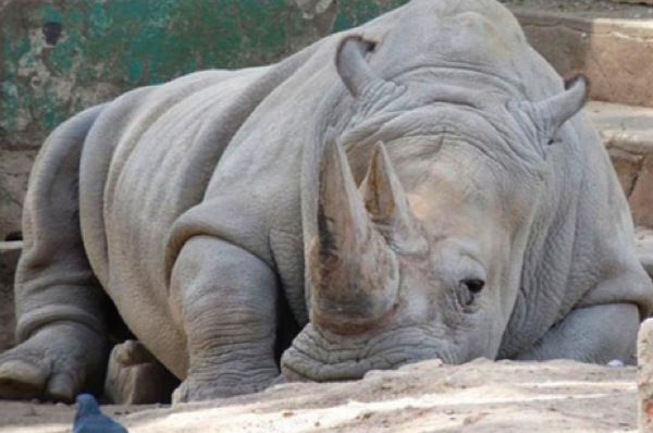 Muere rinoceronte blanco en zoológico de EE.UU.