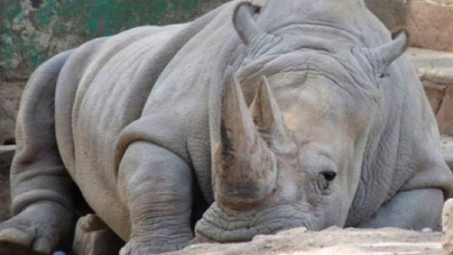 Muere rinoceronte blanco en zoológico de EE.UU.