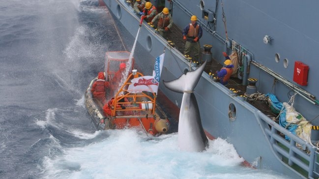 Japón retomará la caza de ballenas en Océano Antártico con fines científicos