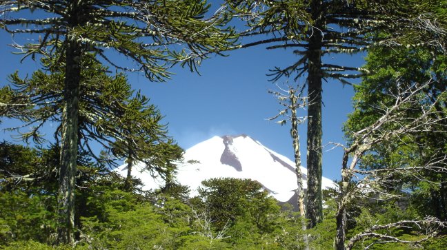 Bosques de Chile reducirán 1,5 millones de toneladas de CO2, según estudio