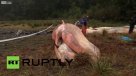 Más de 300 ballenas fueron halladas muertas en el sur de Chile