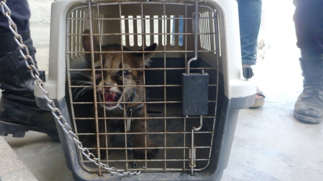 Perú: Rescatan a un puma cachorro encadenado en una vivienda