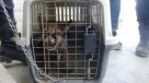 Perú: Rescatan a un puma cachorro encadenado en una vivienda