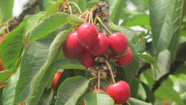 Fuerte merma en producción de cerezas afectan las exportaciones a Asia