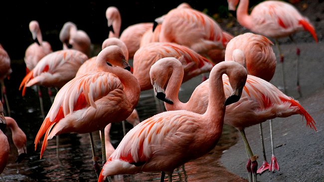 EEUU: Joven fue condenado por la muerte de dos flamencos chilenos