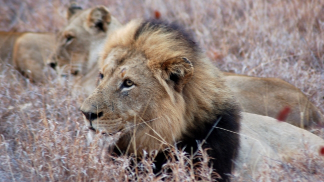 Nueva polémica: Tres leones murieron tras ser envenenados en parque keniano