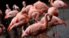 EEUU: Joven fue condenado por la muerte de dos flamencos chilenos