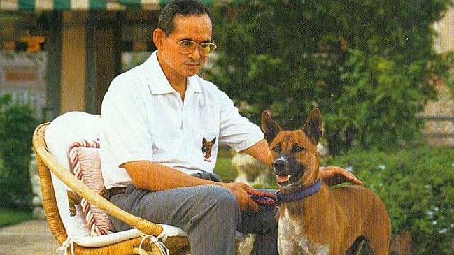 Tailandés arriesga hasta 37 años de cárcel por burlas sobre perro del rey