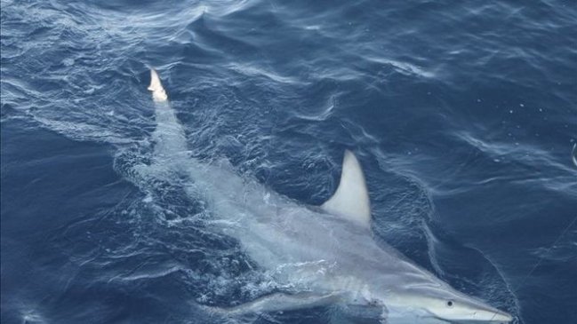 Tiburón arrancó el antebrazo de turista en playa brasileña