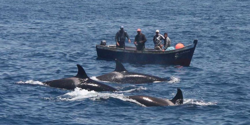 Presentaron nuevos mecanismos para alejar orcas y aves en la pesca
