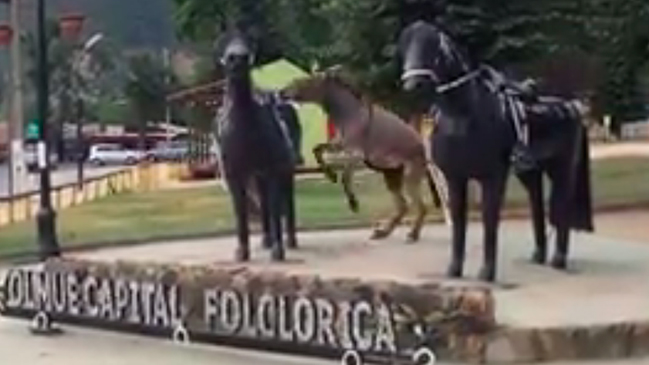 Burro que confundió a una estatua en Olmué se viraliza en redes sociales