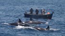 Presentaron nuevos mecanismos para alejar orcas y aves en la pesca