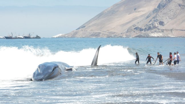 El masivo operativo para rescatar a ballena varada en costa de Iquique