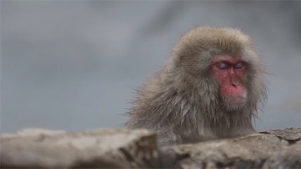  Macacos japoneses disfrutaron de un relajante día en las termas 