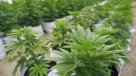 Médicos y autocultivo: Fármacos con marihuana deben ser tratados como tal