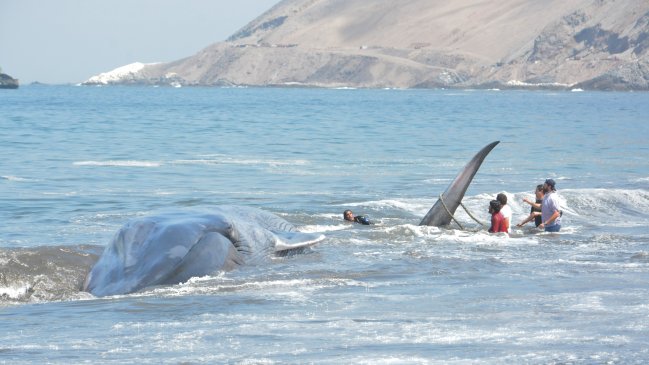 Murió la ballena que el lunes varó y fue rescatada en Iquique