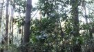 Descubren nueva población de especie de árbol chileno en extinción