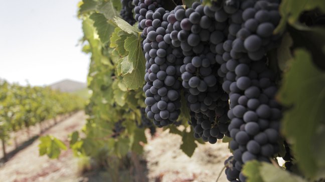 Unas 1.800 millones de personas en el mundo tomaron vino chileno en 2015