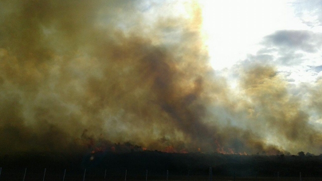 Conaf y Bomberos controlaron incendio forestal en Punta Arenas