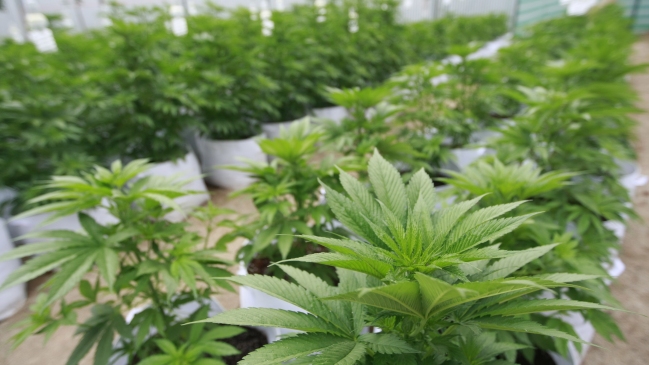 Los reparos de la Corte Suprema por indicaciones a despenalización de la marihuana