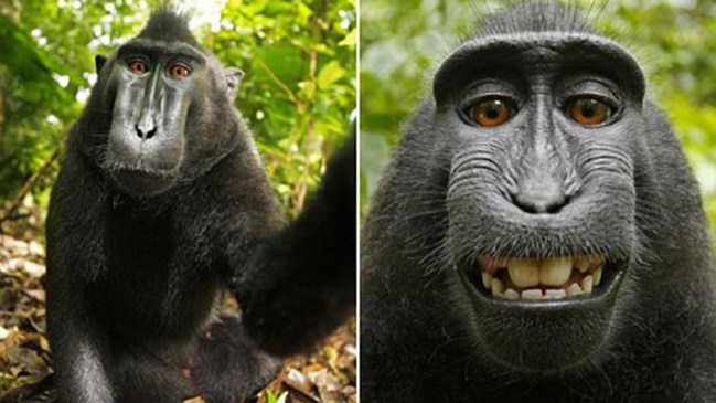  Juez falló a favor de fotógrafo en caso de selfie tomada por un mono  