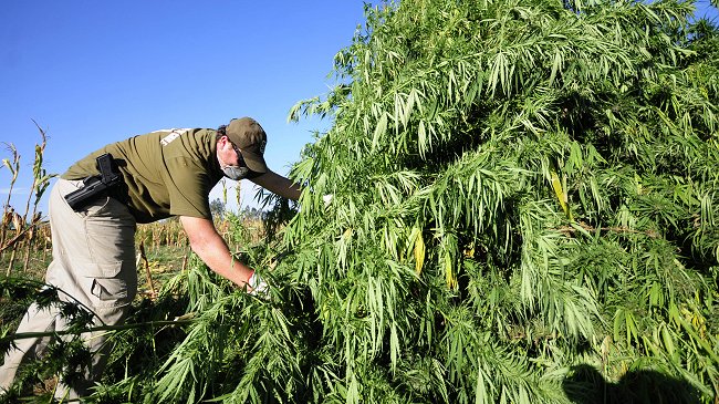 Nueva incautación masiva de plantas de marihuana en Los Vilos