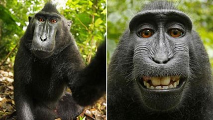 Juez falló a favor de fotógrafo en caso de selfie tomada por un mono