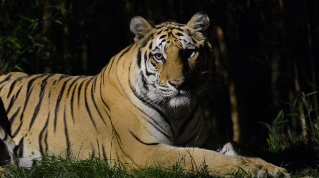 Buin Zoo inaugura este sábado su temporada de visitas nocturnas