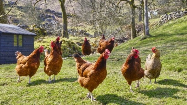 Aíslan una granja en Escocia tras detectarse varios casos de gripe aviar