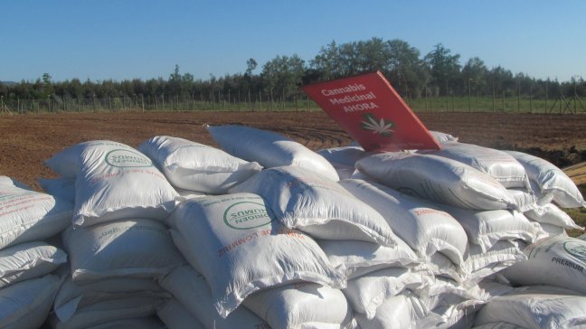 Mayor plantación legal de cannabis de América Latina se encuentra en Chile