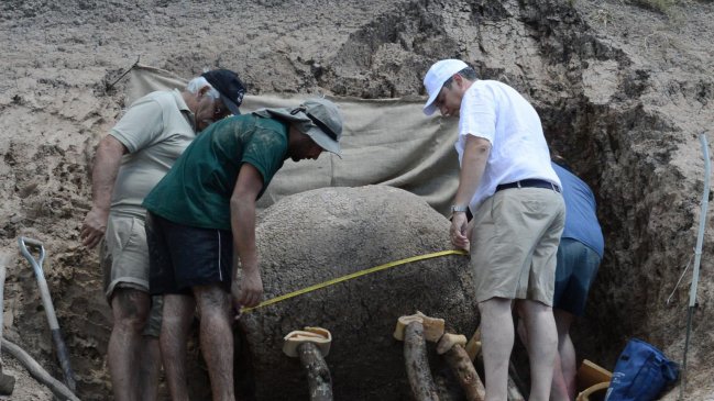  Hallan al norte de Uruguay un gliptodonte de 10 mil años  