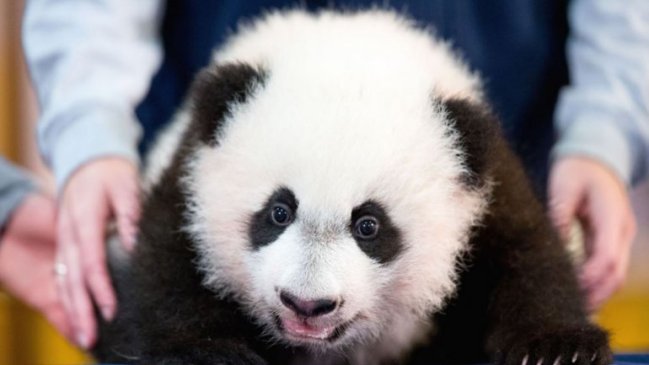 Imagen foto_00000015