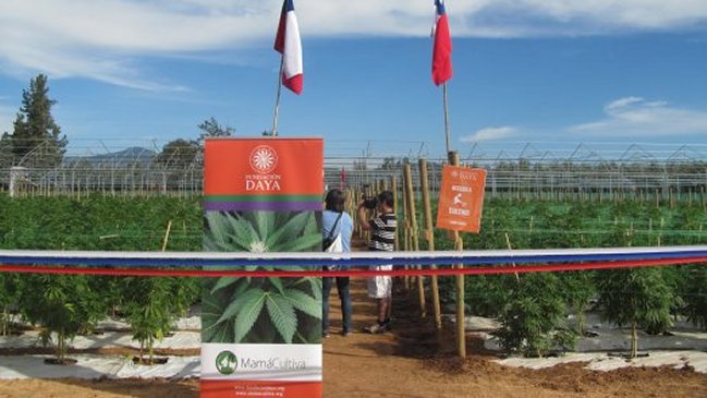 Talca: Así se desarrolla el cultivo de cannabis medicinal más grande de Latinoamérica