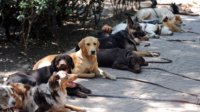 Senado de Puerto Rico aprobó la creación de un seguro para mascotas